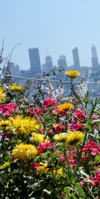 Fall Flowers on Poterero