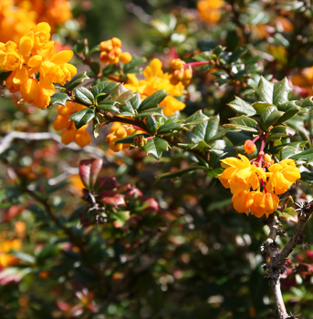 Orange Fall Flowers