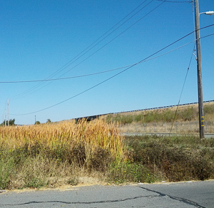 Dry fall roadside