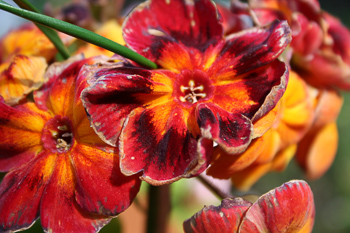 Red and Orange Flowers