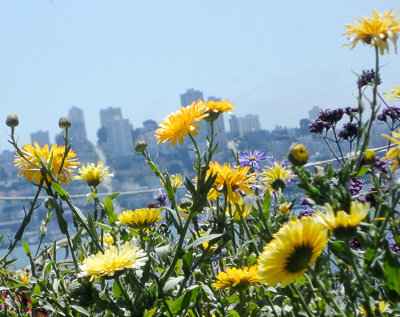 Yellow Flowers on Poterero