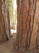 Trees in Fall