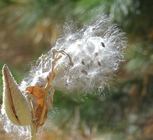 Flower Gone to Seed