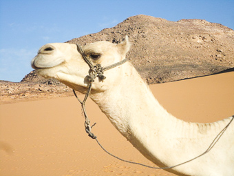 An Egyptian Camel